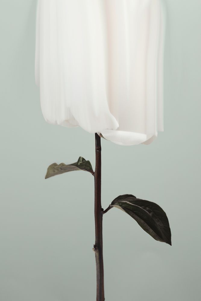 Peony 17 art print by 1x Studio III for $57.95 CAD