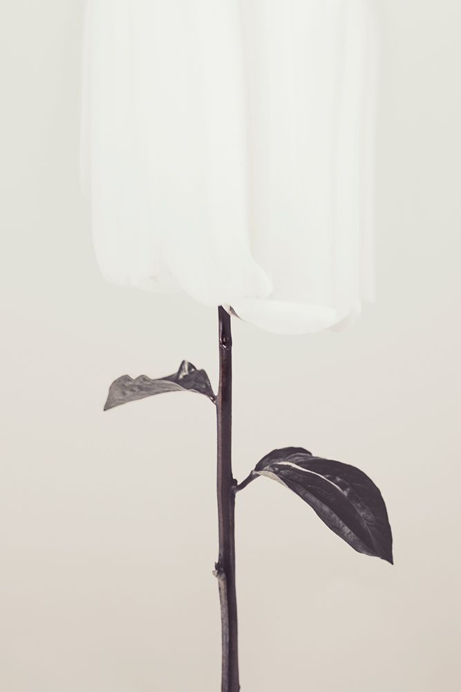 Peony 18 art print by 1x Studio III for $57.95 CAD