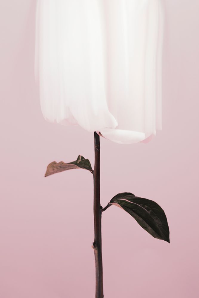Peony 19 art print by 1x Studio III for $57.95 CAD