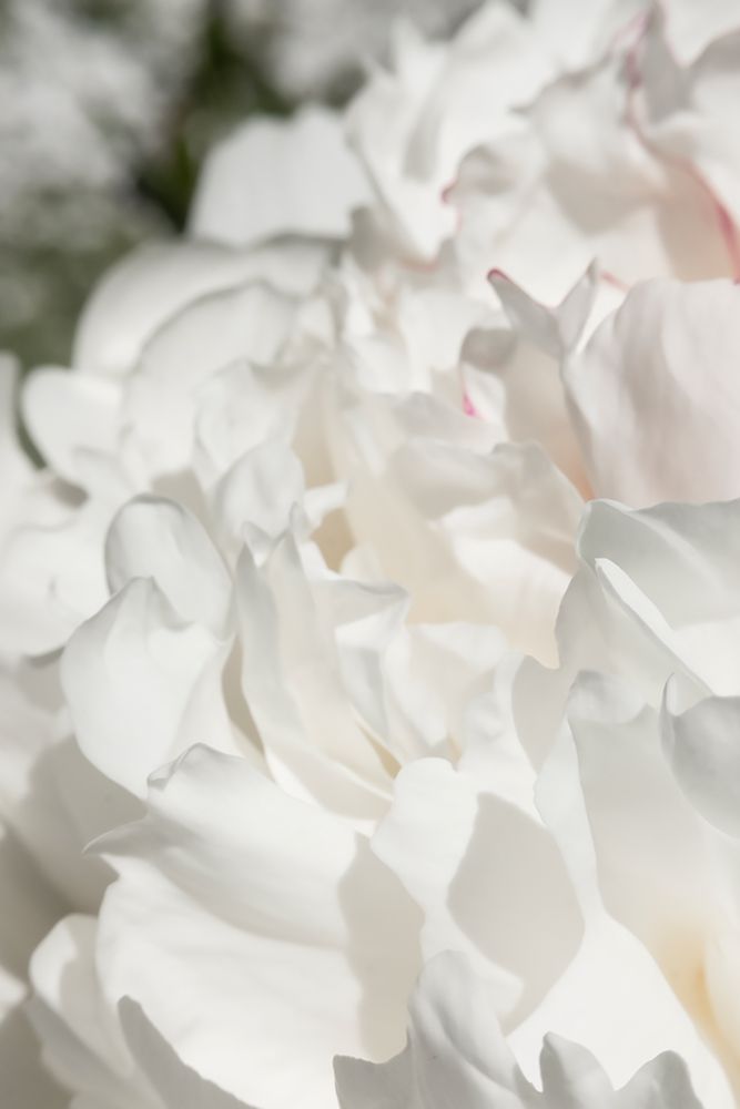 Peony 20 art print by 1x Studio III for $57.95 CAD
