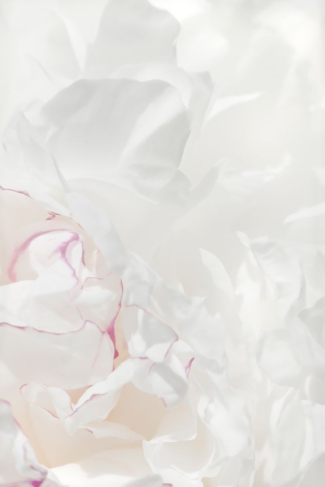 Peony 21 art print by 1x Studio III for $57.95 CAD