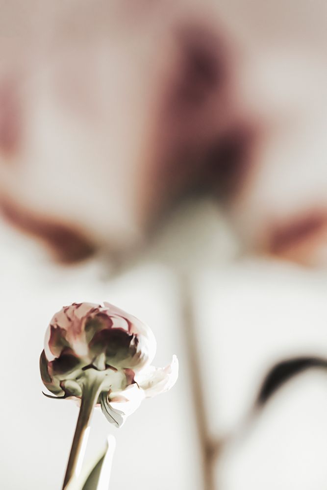 Peony 22 art print by 1x Studio III for $57.95 CAD