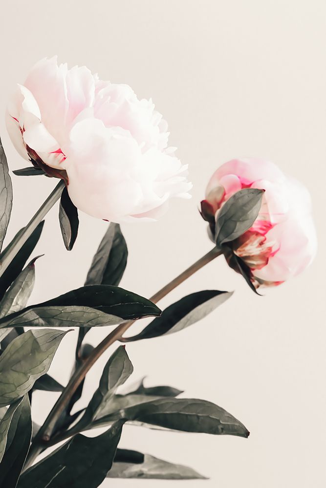 Peony 23 art print by 1x Studio III for $57.95 CAD