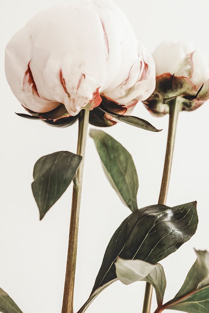 Peony 24 art print by 1x Studio III for $57.95 CAD