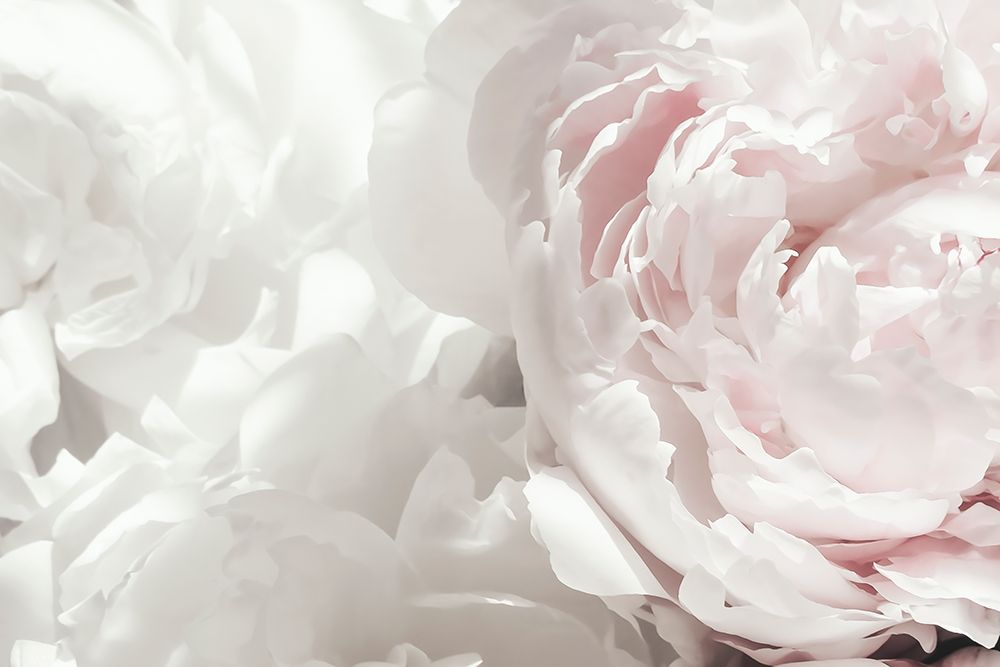 Peony 25 art print by 1x Studio III for $57.95 CAD