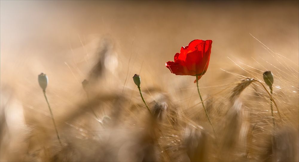 Poppy art print by Chris Coenders for $57.95 CAD