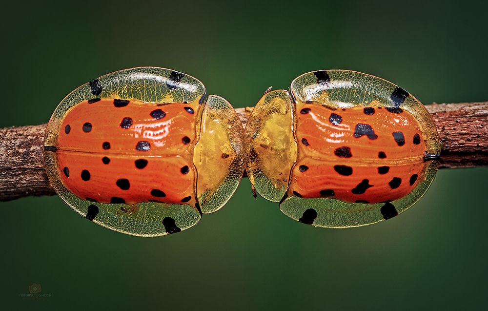 Spotted Tortoise Beetle art print by Indranil Ghosh for $57.95 CAD
