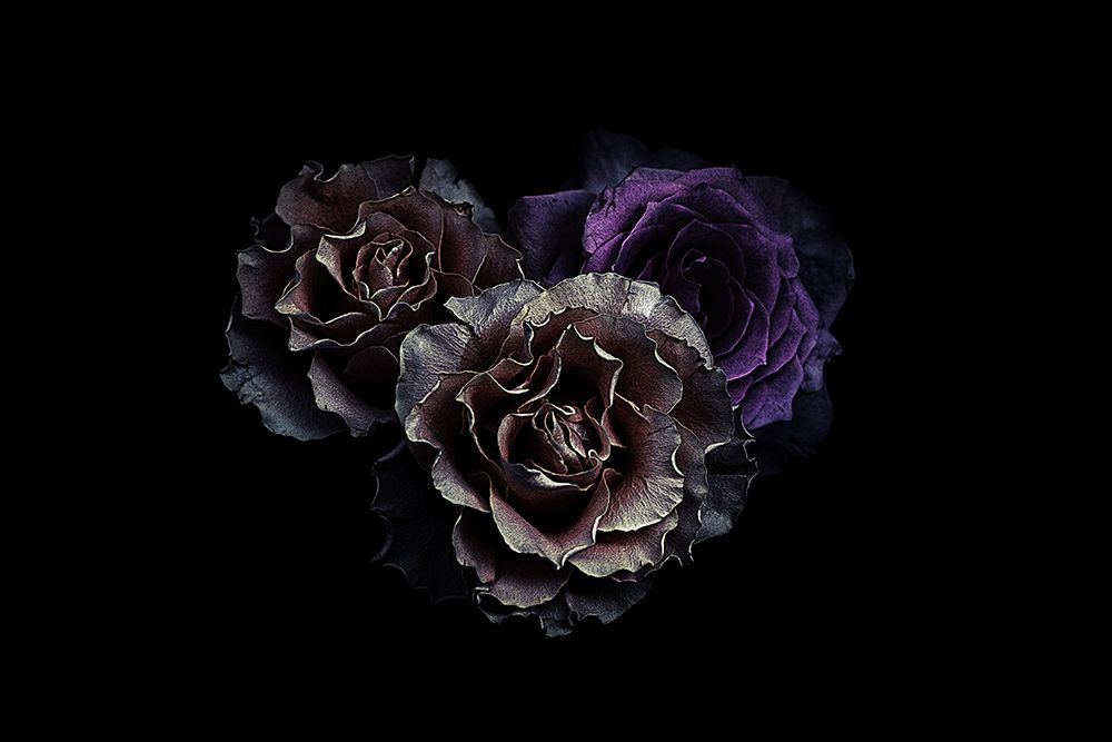 Roses art print by Angel Julie for $57.95 CAD