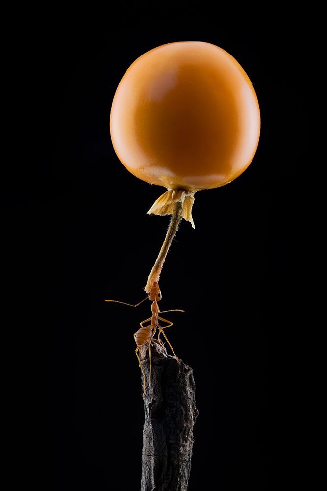 Mighty Ant Lift-Up A Tomato art print by Lisdiyanto Suhardjo for $57.95 CAD