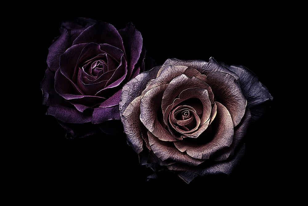 Roses art print by Angel Julie for $57.95 CAD