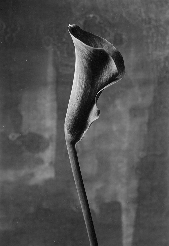 Flower_3 art print by Kenji Mori for $57.95 CAD