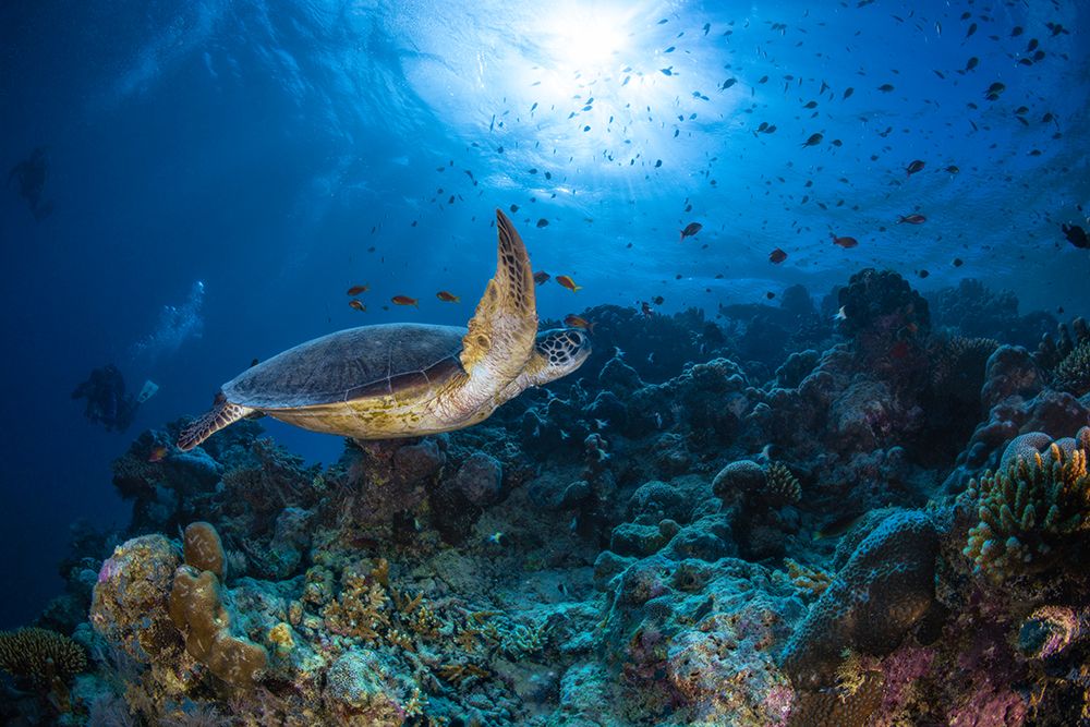 Sunlight And Green Turtle art print by Barathieu Gabriel for $57.95 CAD