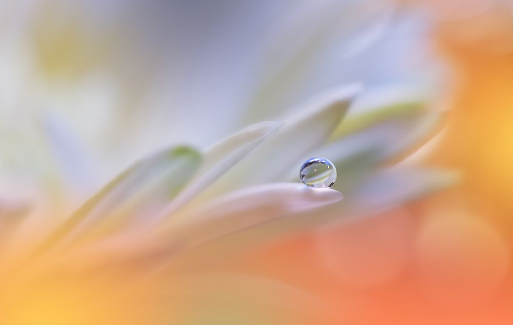 Little Wonders...II art print by Juliana Nan for $57.95 CAD
