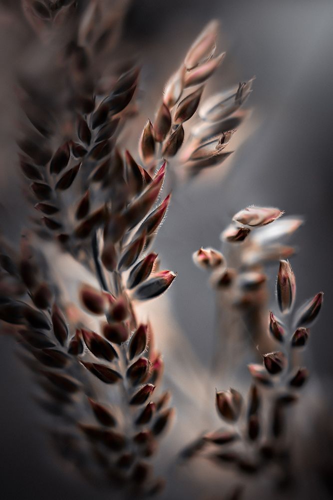 Bentgrass art print by Kristina Zvinakeviciute for $57.95 CAD