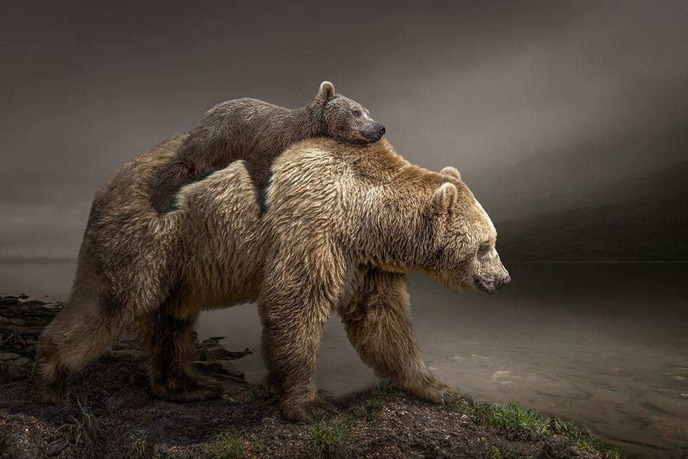 Babybear art print by Marcel Egger for $57.95 CAD
