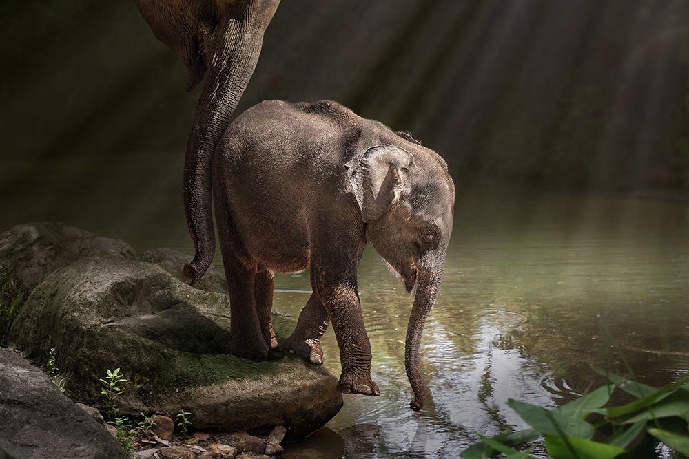 Braveelephant art print by Marcel Egger for $57.95 CAD