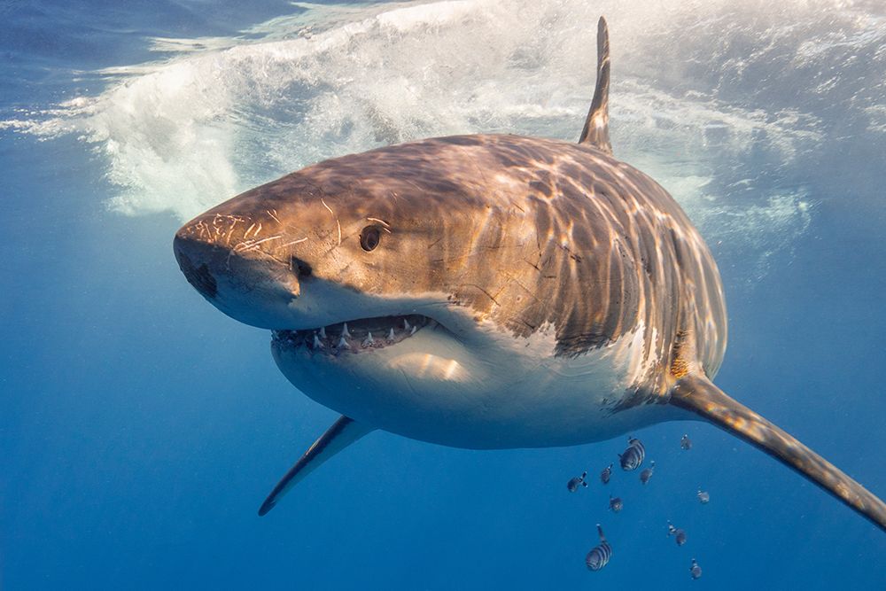 Great White art print by Marcel Rebro for $57.95 CAD