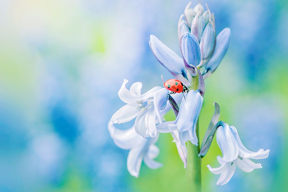 Lady In Blue art print by Jacky Parker for $57.95 CAD