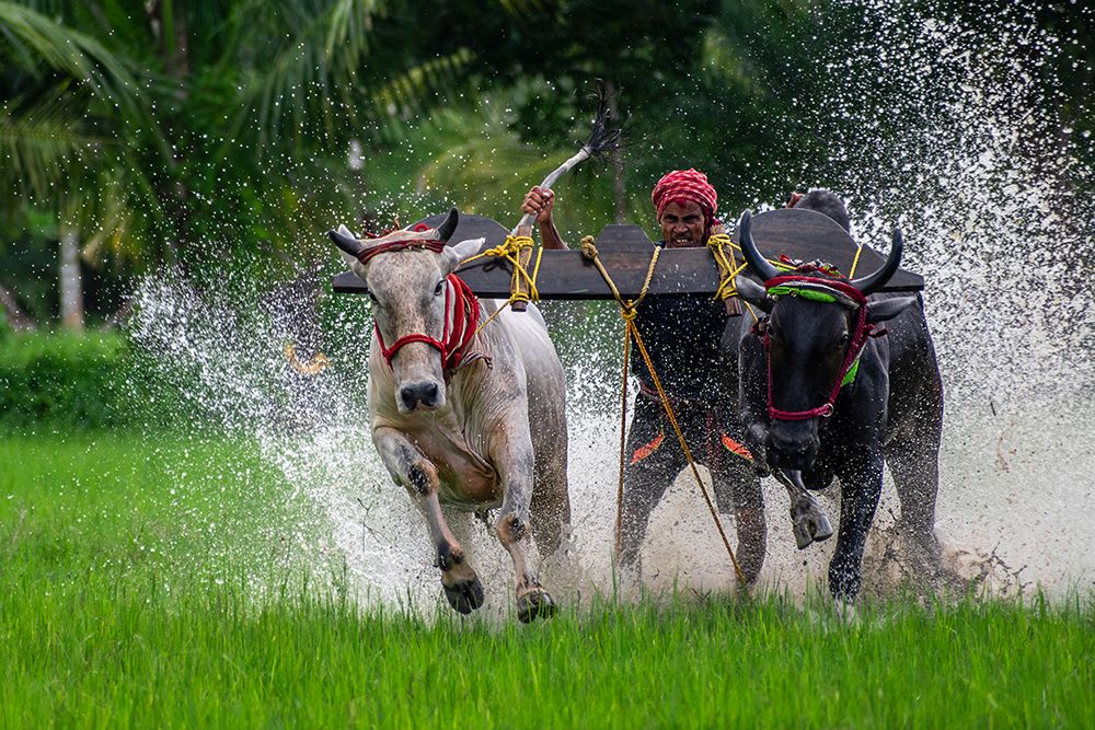 Moichara Cattle Race FestIVal art print by Kuntal Biswas for $57.95 CAD