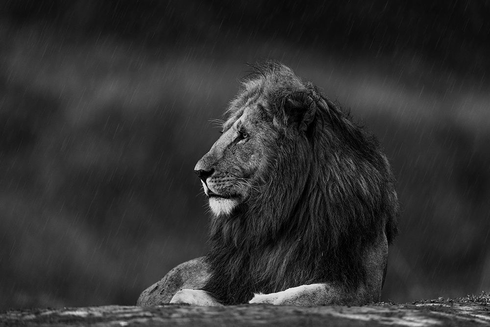 Rainy King art print by Ahmed Sobhi for $57.95 CAD