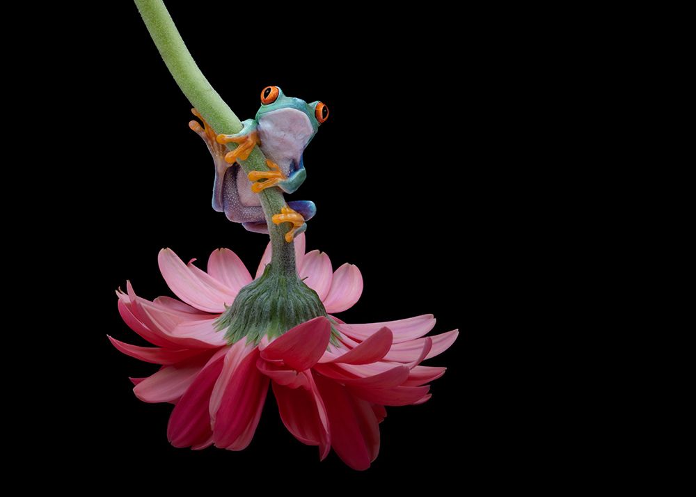Red Eyed Tree Frog art print by Louise Wolbers for $57.95 CAD