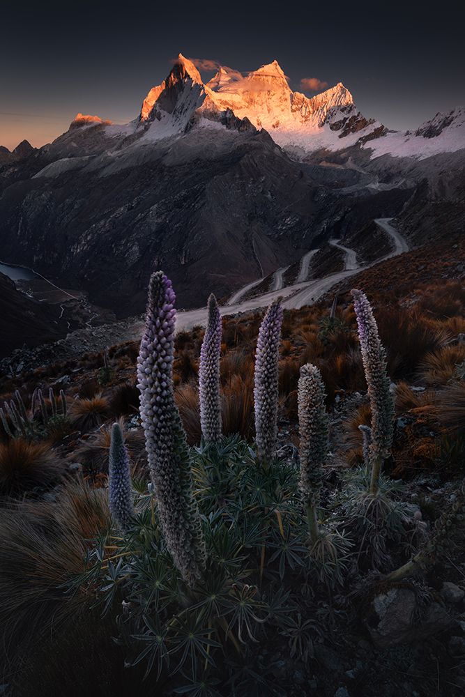 Lupin Towers art print by Karol Nienartowicz for $57.95 CAD