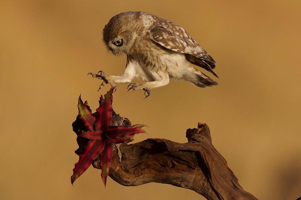 Little Owl art print by David Manusevich for $57.95 CAD