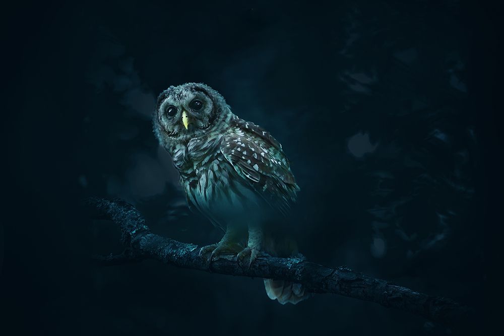 Gazing art print by Rob Li for $57.95 CAD