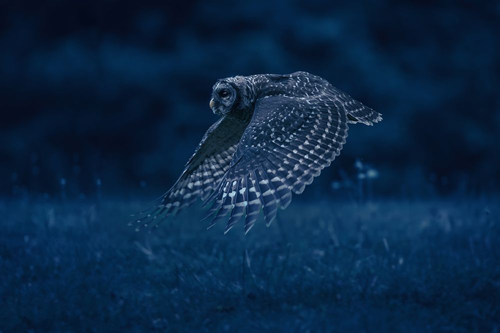 Night Patrol art print by Rob Li for $57.95 CAD