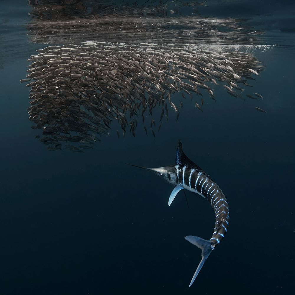 Charging Into Bait-Ball art print by Jennifer Lu for $57.95 CAD