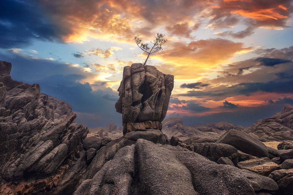 Pine Tree On The Rock art print by Tiger Seo for $57.95 CAD