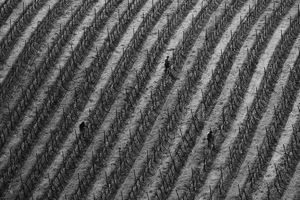 Vineyard art print by Yun Mao for $57.95 CAD