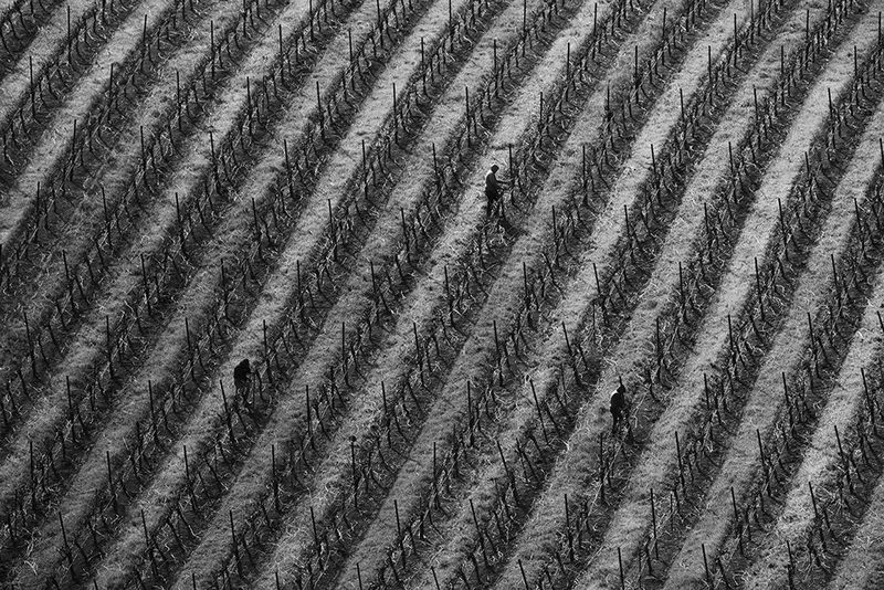 Vineyard art print by Yun Mao for $57.95 CAD