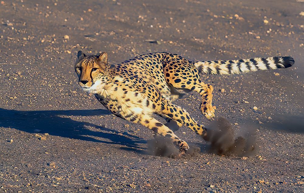 Cheetah art print by Johnson Huang for $57.95 CAD
