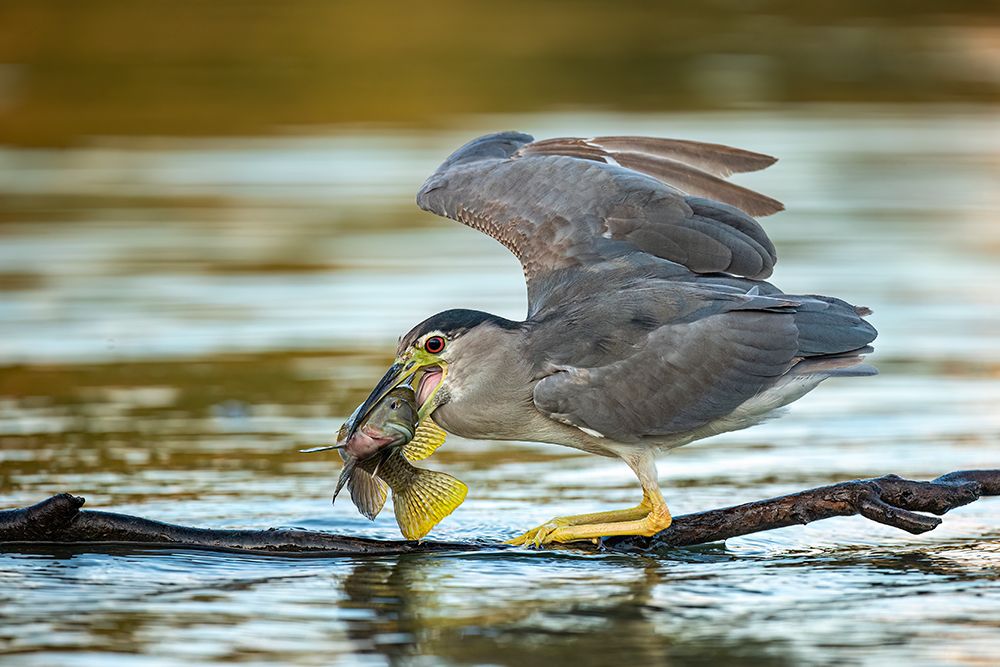 Black-Crowned Night Heron art print by Noam Frischoff for $57.95 CAD
