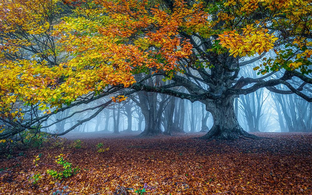 Beech Forest art print by Sergio Barboni for $57.95 CAD