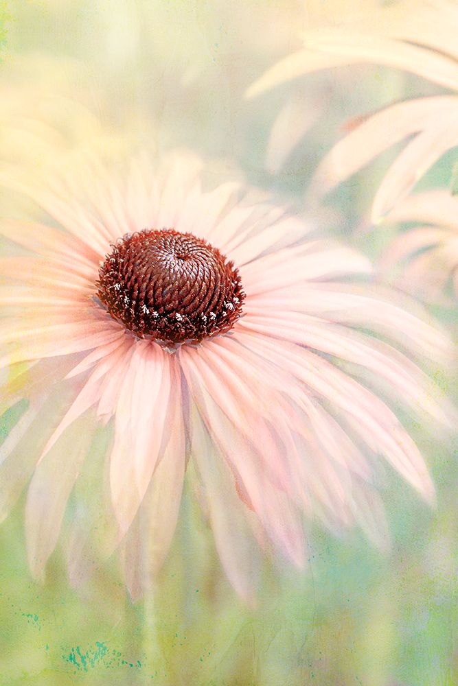 Peachy art print by Jacky Parker for $57.95 CAD