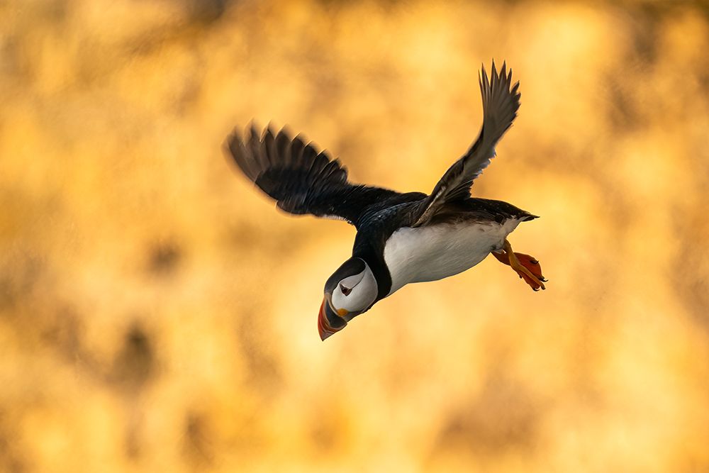 Puffin In Flight art print by Jan Dolfing for $57.95 CAD