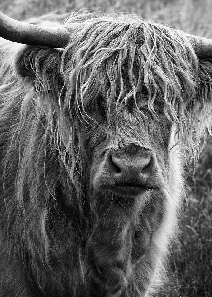 Highland cattle art print by Lotte Gronkjar for $57.95 CAD