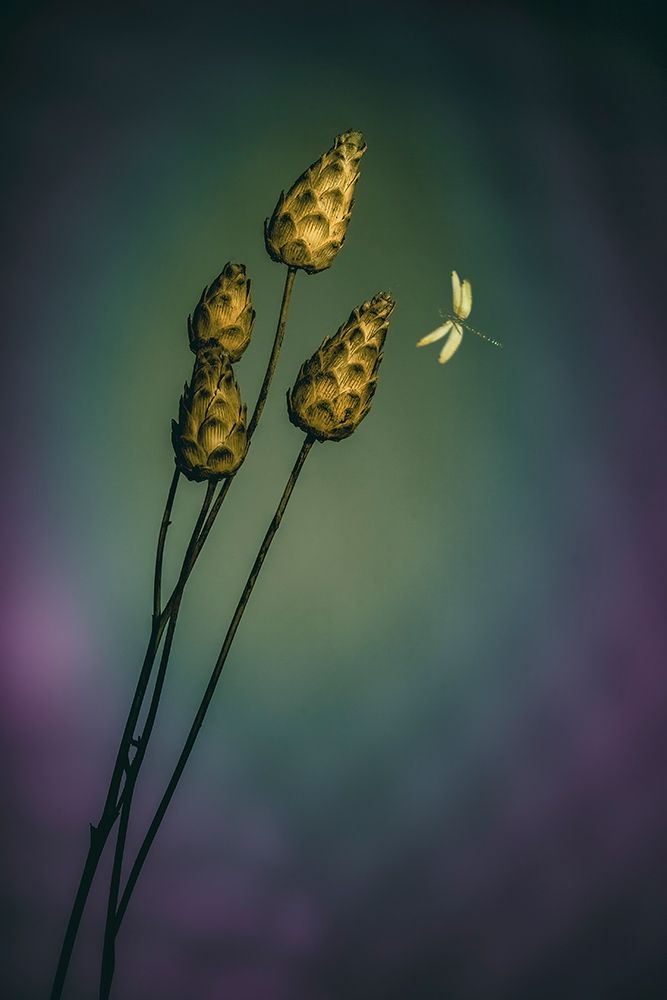 A Midsummer Fantasy art print by Cicek Kiral for $57.95 CAD