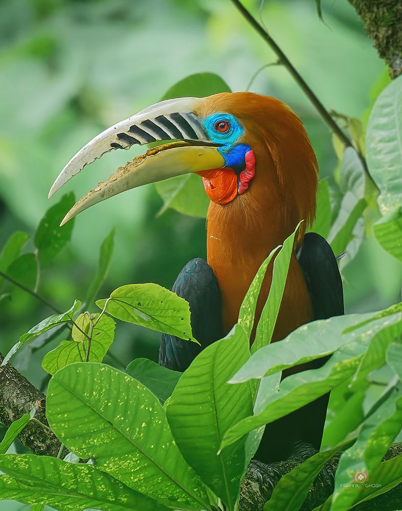 Rufous-Necked Hornbill art print by Indranil Ghosh for $57.95 CAD