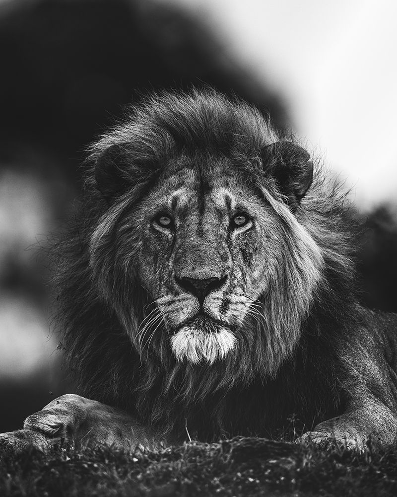 Ready art print by Ahmed Sobhi for $57.95 CAD