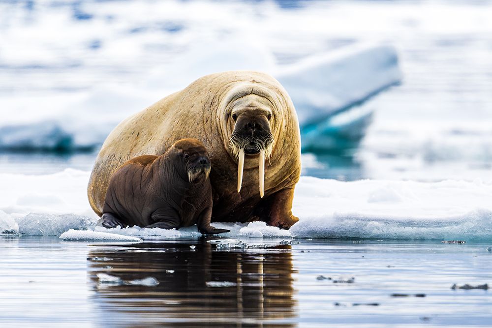 Walrus With Calf art print by Wyn Lewis-Bevan for $57.95 CAD