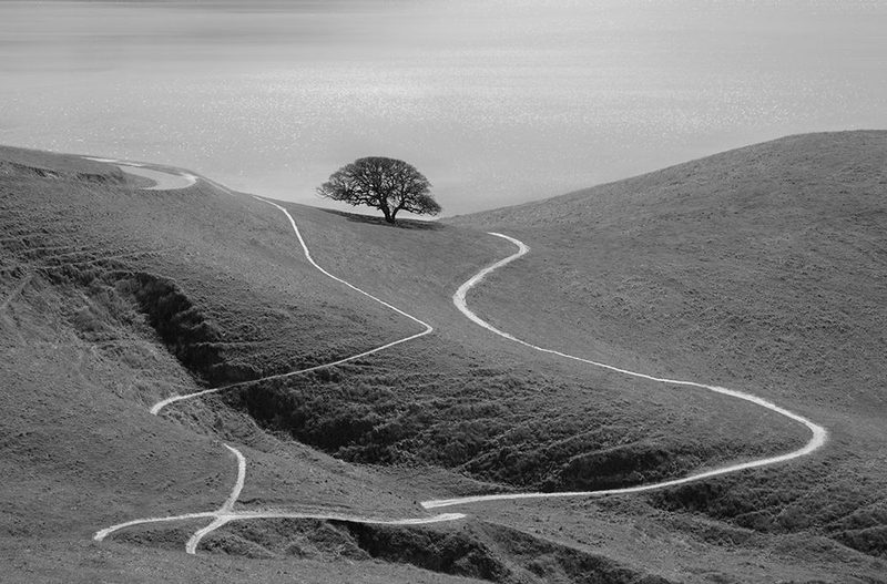 Lonely Tree art print by Yun Mao for $57.95 CAD