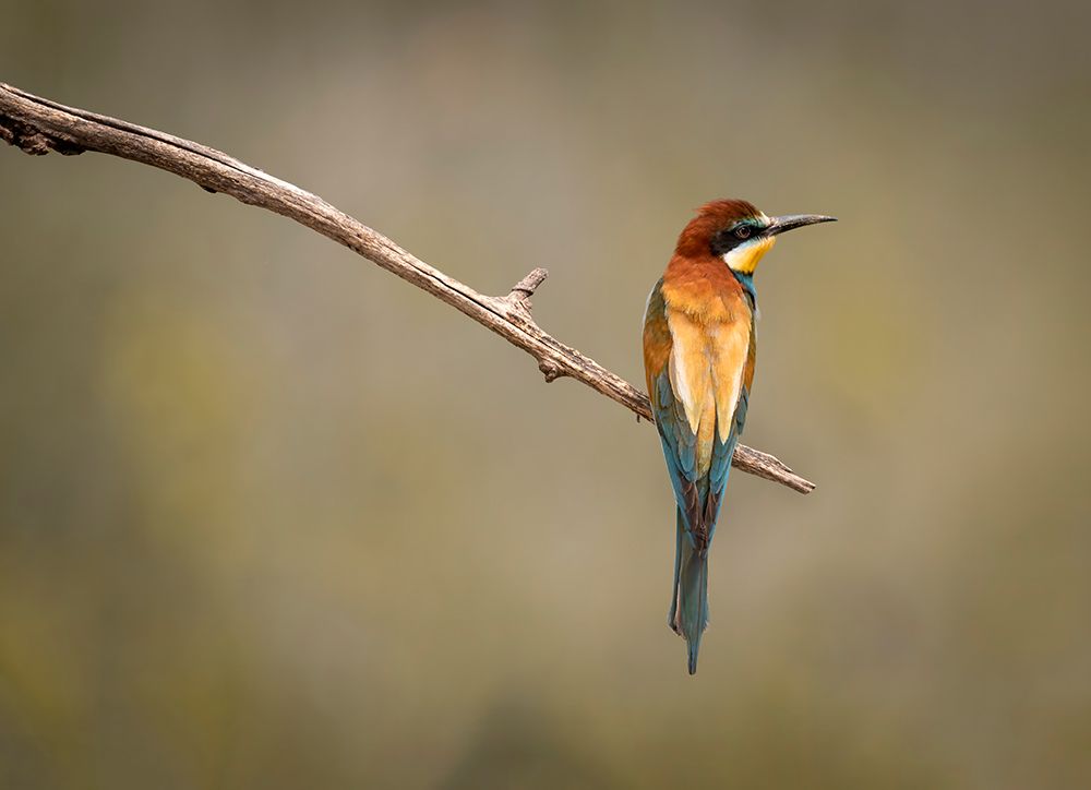 Bee Eater art print by Dejan Zakic for $57.95 CAD