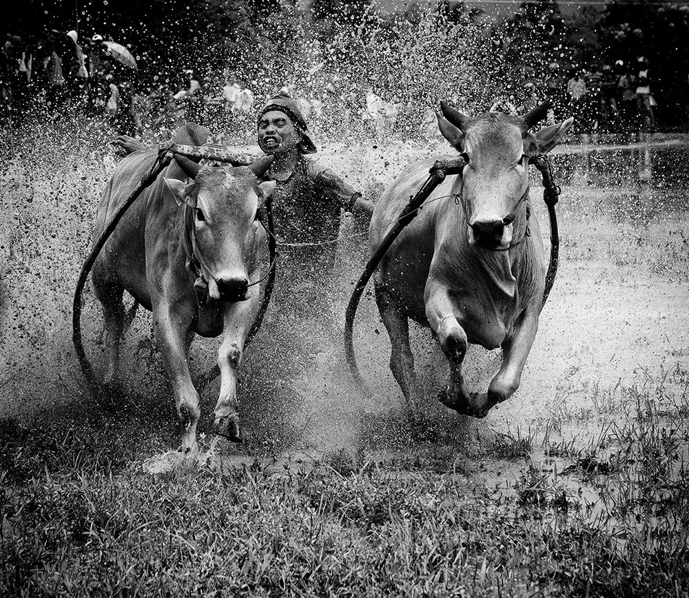 The Bulls Racing art print by John Yuk Kong for $57.95 CAD
