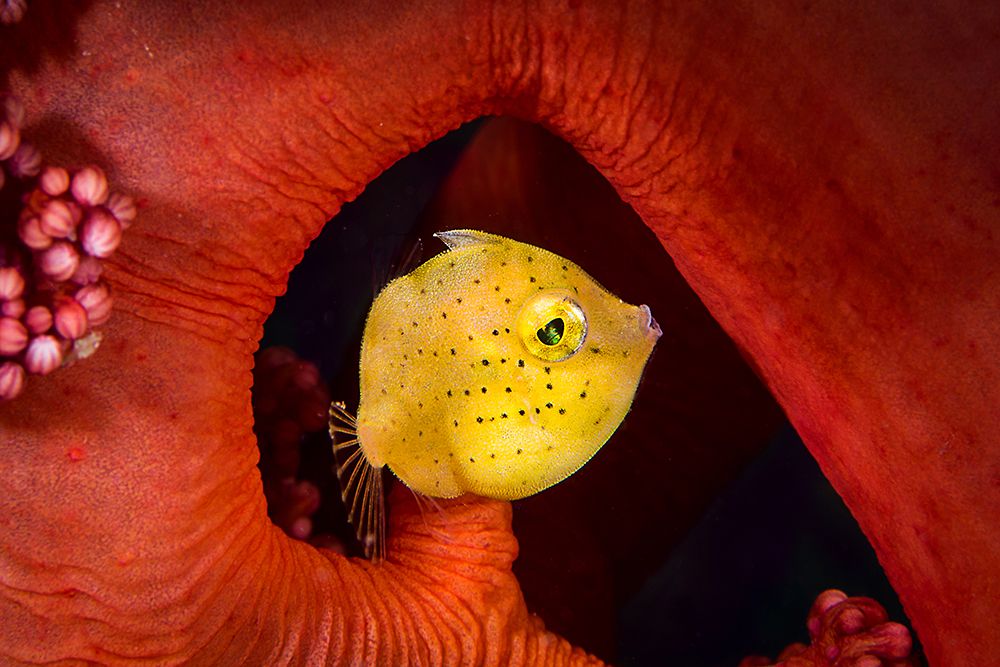 Little Filefish art print by Cedric Peneau for $57.95 CAD