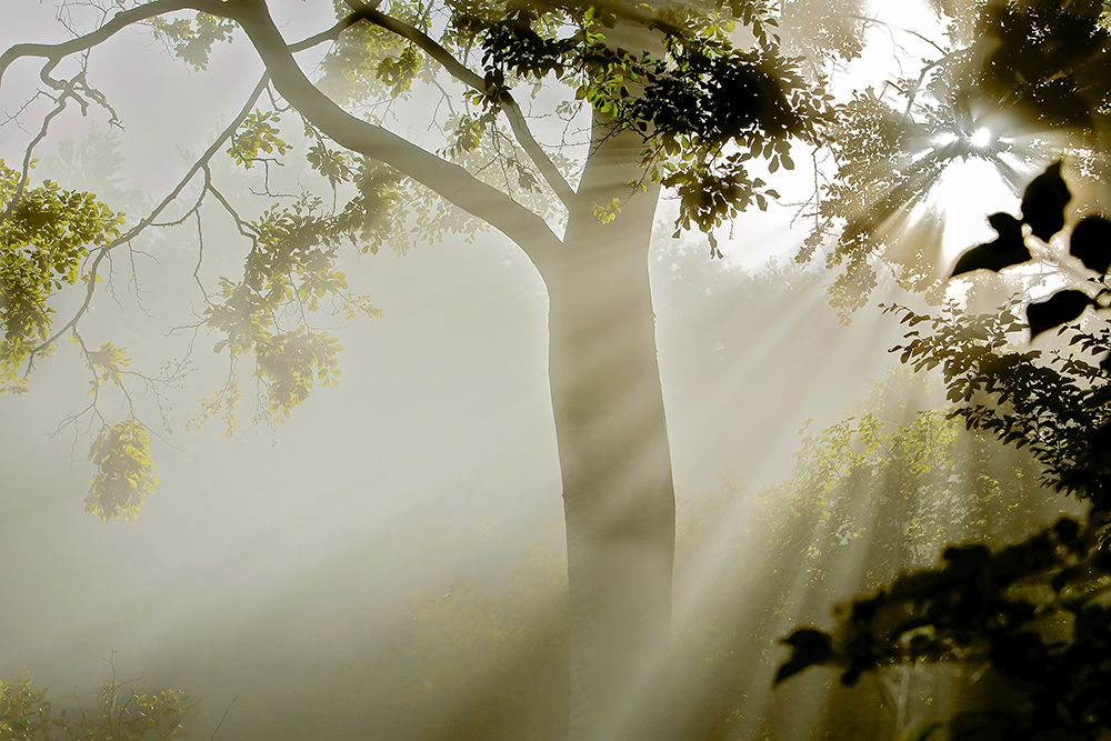 Fog at MAcns Klint art print by Jorgen Wicklow for $57.95 CAD