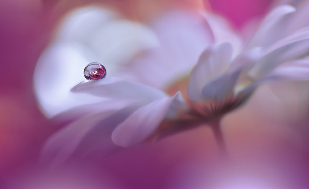 Celebration Of Life..III art print by Juliana Nan for $57.95 CAD