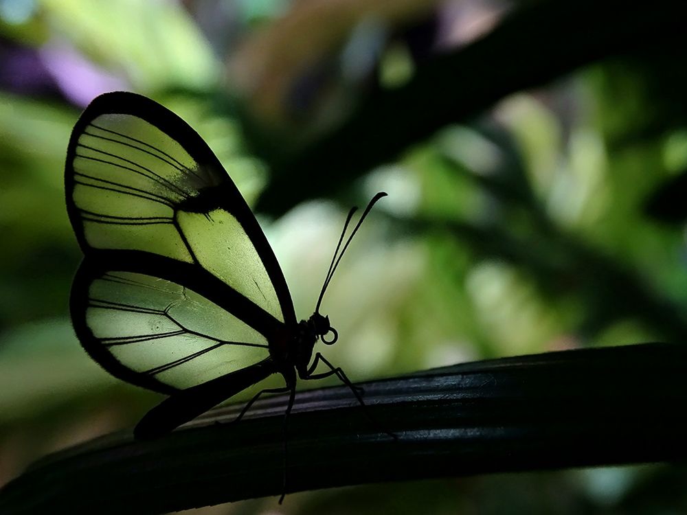 Clear Winged Butterfly art print by Ivan Lesica for $57.95 CAD